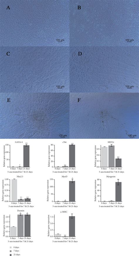 The Morphology And Characterization Of Mouse MSCs And The Relative