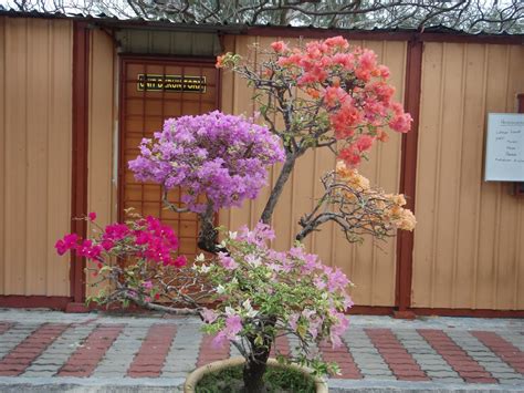 li na herbs pokok bunga kertas berwarna warni