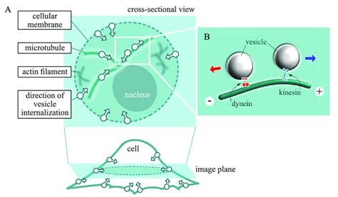 Concept of vesicle transport in a living cell. (A) Diagram of... | Download Scientific Diagram