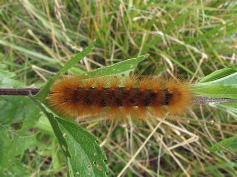 Large Orange Fuzzy Caterpillar Poss Estigmene Acrea Estigmene Acrea Bugguidenet