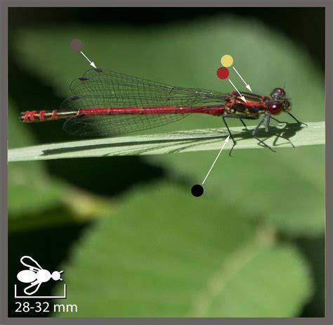 Petite Nymphe Au Corps De Feu Pyrrhosoma Nymphula Identifier Un Insecte