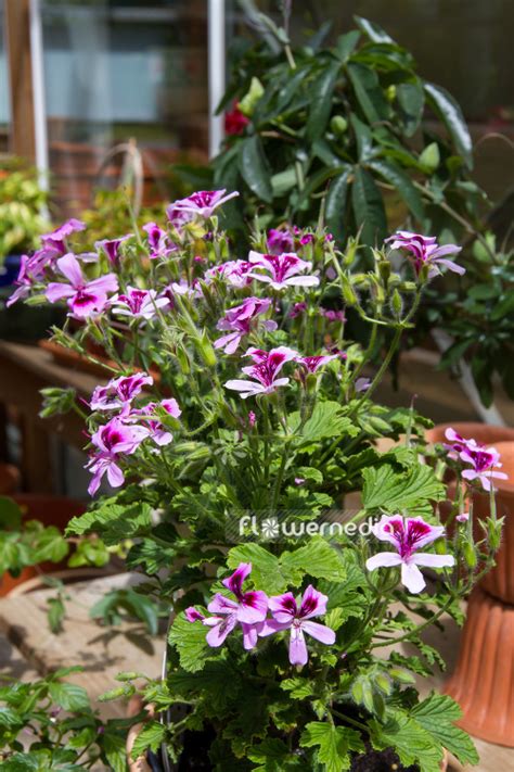 Pelargonium Citriodorum Lemon Scented Geranium 111071 Flowermedia