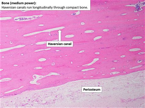 Bone Histology Diagram