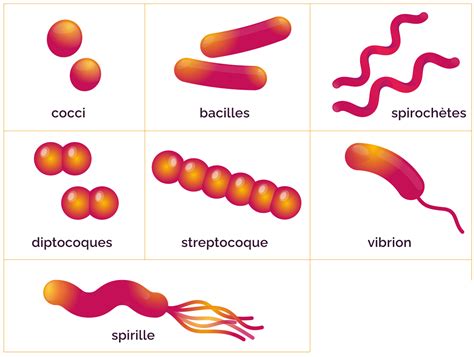 Les Microorganismes Bact Riens Pathog Nes Mymaxicours