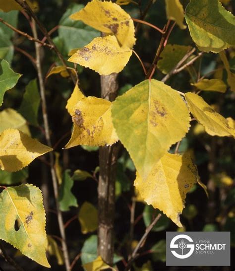 Populus Deltoides Siouxland