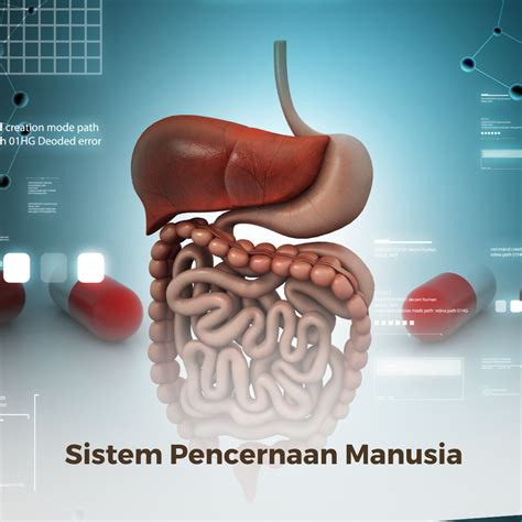 sistem pencernaan manusia dunia pendidik