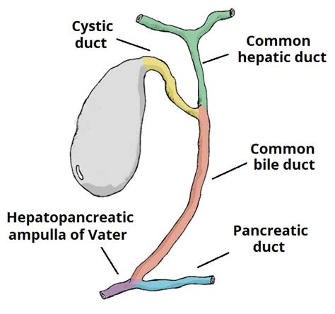 The Gallbladder Biliary Tree Gallstones Teachmeanatomy