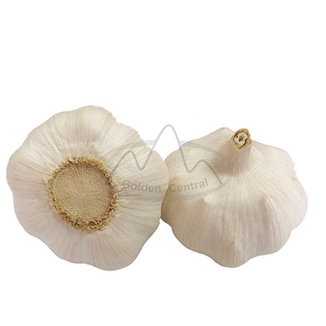 100 Organic Fresh Garlic Pure White Garlic 5 5cm Up Size 10kgs Carton