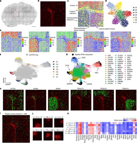 Spatial Chromatin Accessibility Mapping And Integrative Analysis Of P