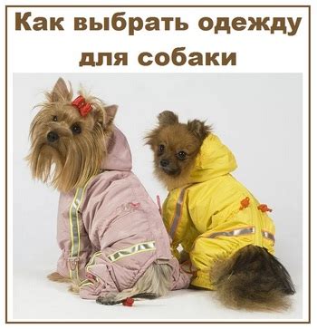 Как выбрать одежду для собаки - Вселенная советов