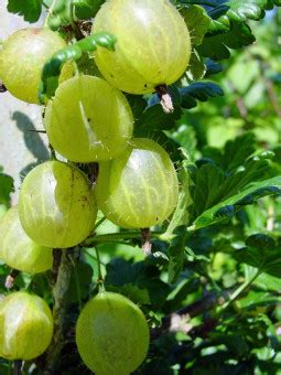 Fotos gratis manzana árbol rama Fruta baya flor comida Produce