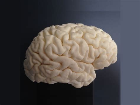 High-resolution 3D-Print of Human Brain | 3D Printing Shop | i.materialise