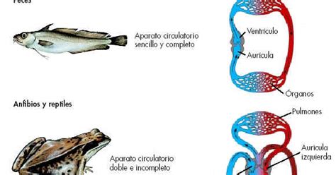 Sistema Circulatorio Los Peces Tienen Un Sistema Circulatorio Cerrado