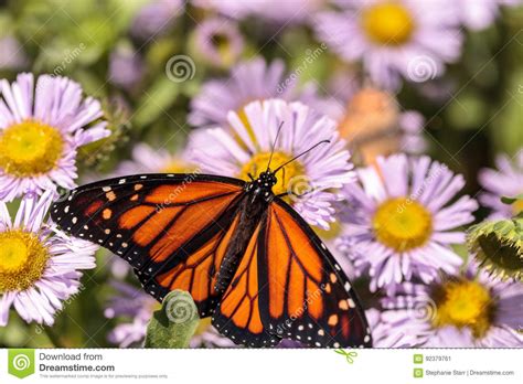 Borboleta De Monarca Plexippus Do Danaus Em Um Jardim Da Borboleta Na