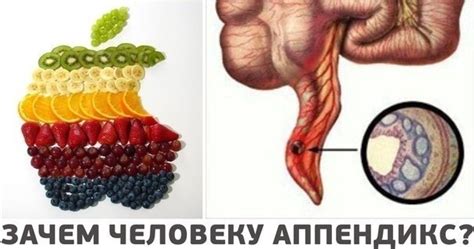 ЗАЧЕМ ЧЕЛОВЕКУ АППЕНДИКС? Долгое время аппендикс считался атавизмом ...