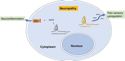 Related Lncrnas In Neuropathy Of Diabetes Associated Wound Healing