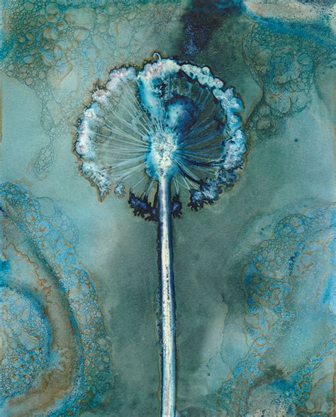 Cyanotype Botanical Jo Stephen Photography