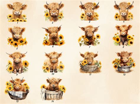 14 Png Watercolor Sunflower Highland Cows Clipart Spring Highland Cow