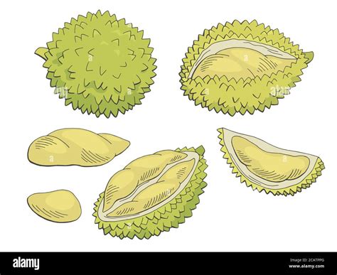 Fruta Durian color gráfico aislado dibujo ilustración vector Imagen