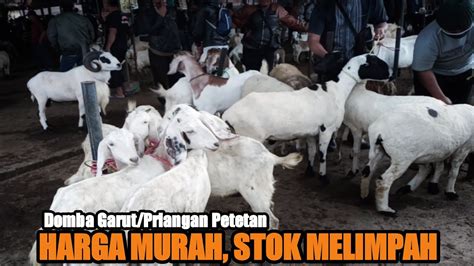 Update Harga Domba Garut Priangan Petetan Di Pasar Domba Tanjungsari