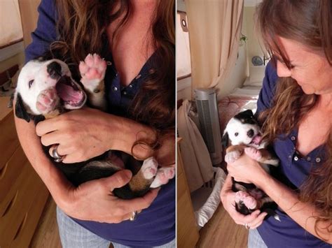 potcake place stacie steensland