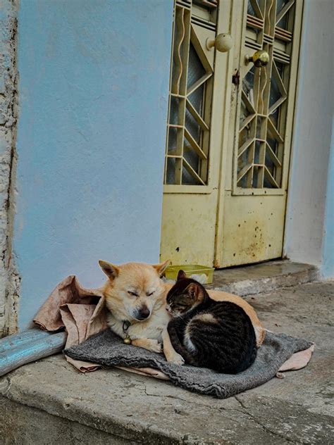 Cat and Dog Lying Beside Each Other on a Concrete Ground · Free Stock Photo