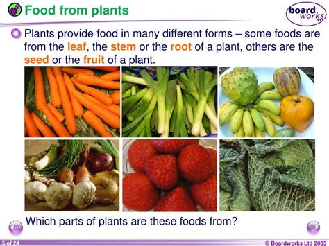 Food We Get From Plants