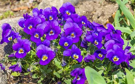 complete guide   violet color  hex codes