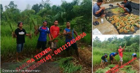 Jual Rumput Vetiver Akar Wangi Bibit Kg Harga Proyek