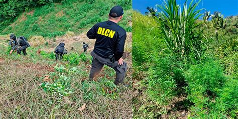 Aseguran Plantaci N De Marihuana En Tocoa Col N Diario La Tribuna