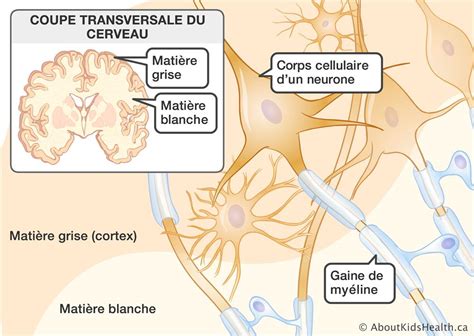 Quelles Sont Les Différentes Zones Du Cerveau