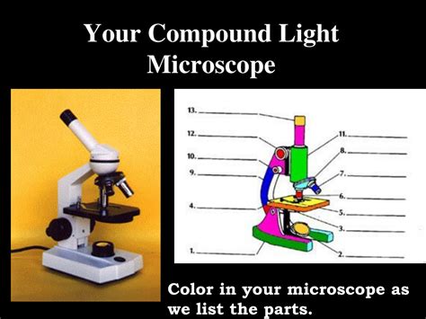 Ppt Your Compound Light Microscope Powerpoint Presentation Free Download Id 9571026