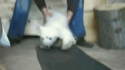 Polar Bear GIFs - Get the best GIF on GIPHY