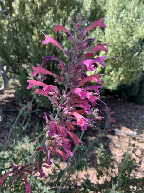 Agastache Rupestris Hummingbird Mint Sunset Agastache Licorice Mint