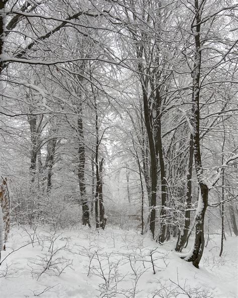 Snowy forest with tall trees · Free Stock Photo