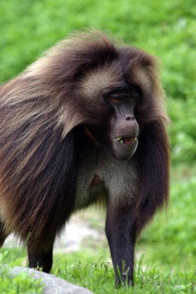 Unique Gelada Baboon Walking - Monkey Facts and Information