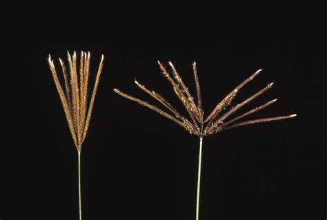 Rhodes Grass In Southern Western Australia Agriculture And Food