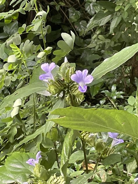 Bushviolets From Arara St Kuranda QLD AU On June 29 2024 At 02 25