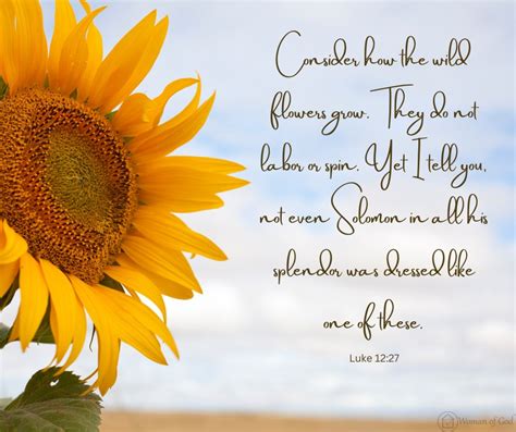 Bible Verses With Sunflowers Images With Bible Verses