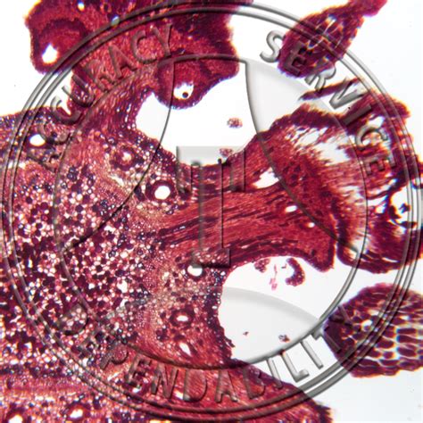 Pinus Female Strobilus LS CS Prepared Microscope Slide