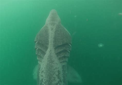 Shark diving in Scotland? Meet the basking sharks in the Sound of Mull