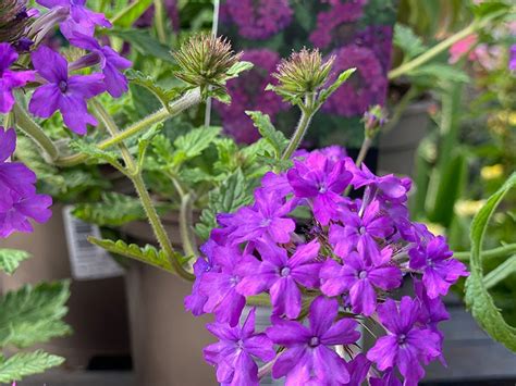 Verbena Hardy Homestead Purple In 1 5L Pot Merryhatton Garden Centre