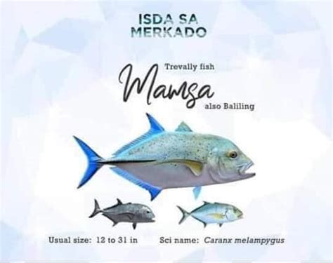 Ibat Ibang Klase Ng Isda At Iba Pang Laman Tubig Na Karaniwang Mabibili