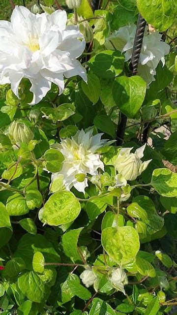 Клематис Мария Кюри #клематисы #клематис #clematis #garden #gardening ...