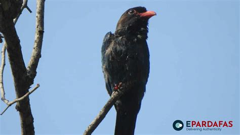 New Species of Bird Found in Ghodaghodi - epardafas.com