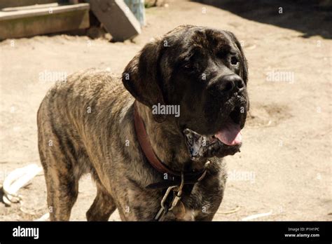 The sandlot dog hi-res stock photography and images - Alamy