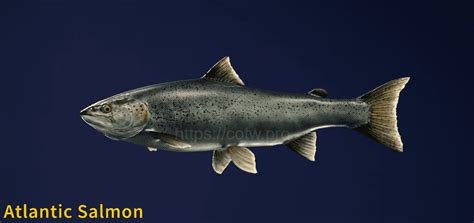 Atlantic Salmon Fish Species Cotw The Angler Wiki