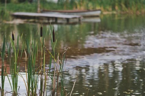 Premium Photo Mature Reeds On The Shore Of The Pond 759