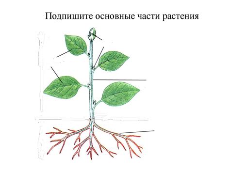 Внешнее строение листа. Многообразие листьев - презентация онлайн