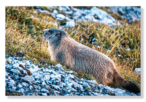 Strelapass Landschaft Und Tiere Rund Um Den Strelapass Wdfotografie